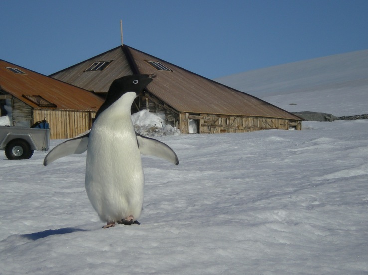 In my 4 visits here, we have only luckily ever encountered penguin and seals as visitors.